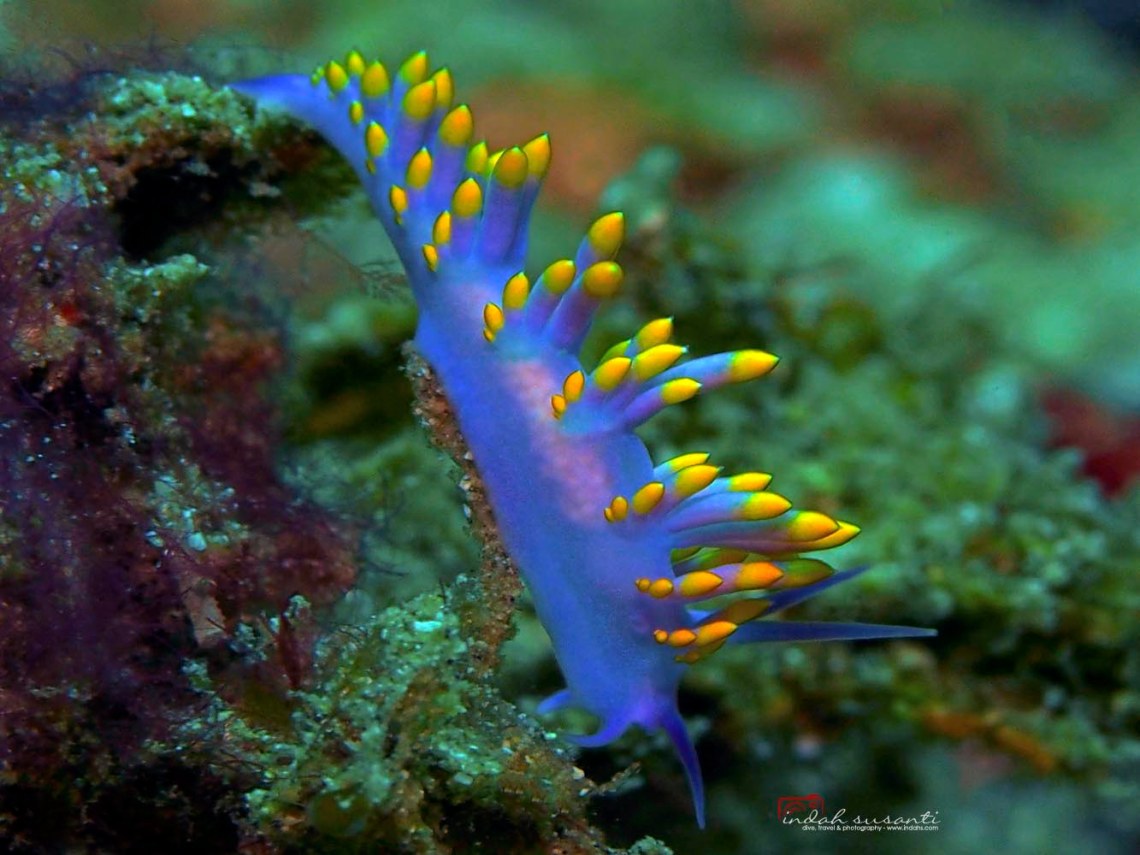 Flabellina Iodinea (Spanish Shawl)