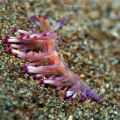 Flabellina rubrolineata