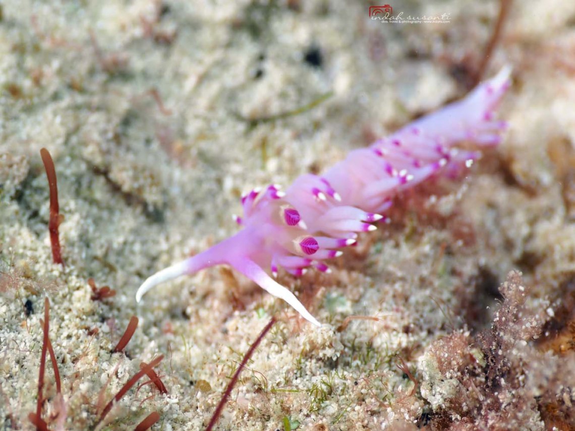 Underwater Photography of Cabo Verde