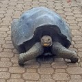 Giant Tortoise