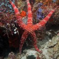 Sea Star