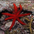 Sea Star