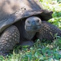 Giant Tortoise