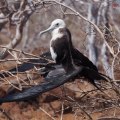 Magnificent Frigatebird