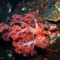 Pescador Island Diving