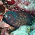 Eel Moray
