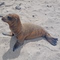 Galapagos Sea Lions