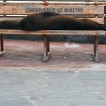 Galapagos Sea Lions