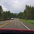 Yellowstone – Bisons