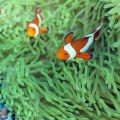 Common Clownfish