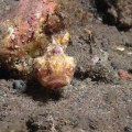 Bali – frogfish
