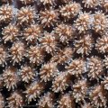 Coral Polyps