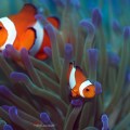 Common Clownfish