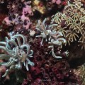 Coral Polyps