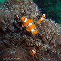 Common Clownfish
